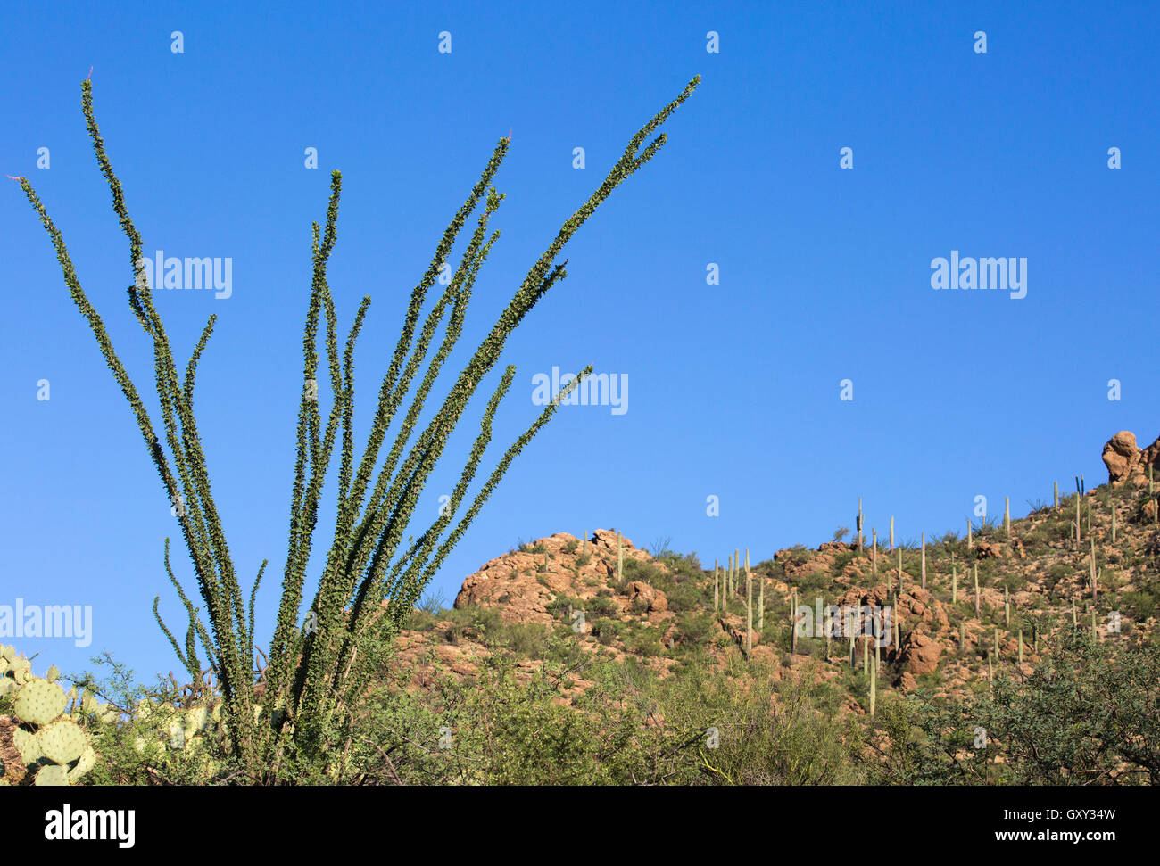 Ocotillo (Fouquieria splendens) wächst im Wüstenökosystem mit klarem blauen Himmel, Saguaro-Nationalpark, Arizona Stockfoto