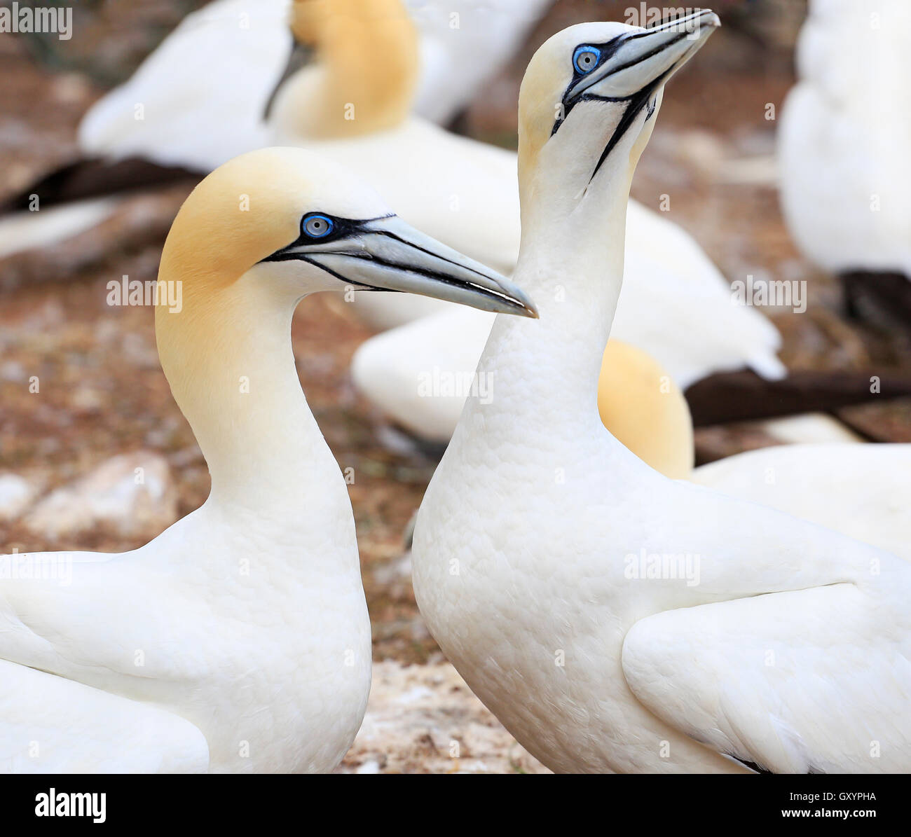 Kolonie von Basstölpeln, Bonaventure Island Quebec, Kanada Stockfoto