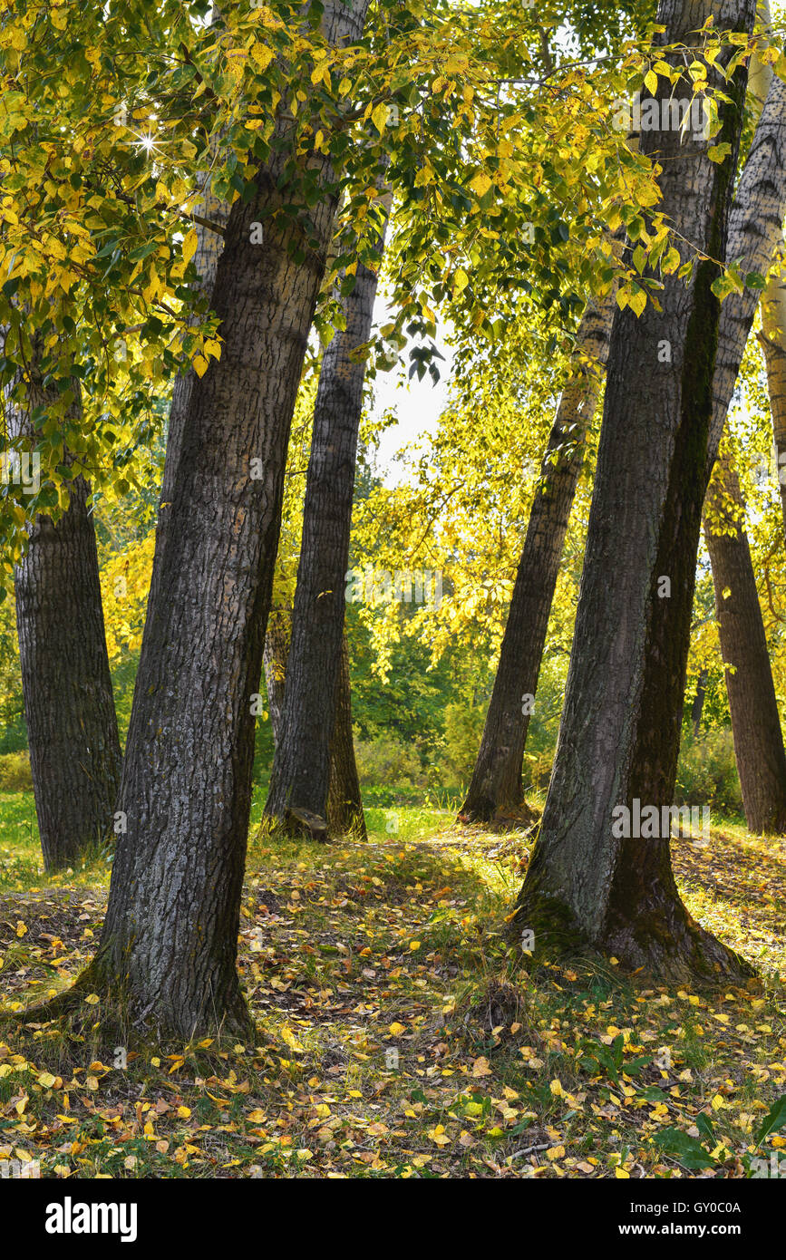 Stämme der Pappeln und gelbe Laub Herbsttag Stockfoto