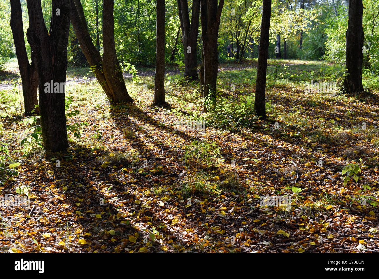 Lichtung mit Lindenbäumen und Laub in der Abendsonne Stockfoto