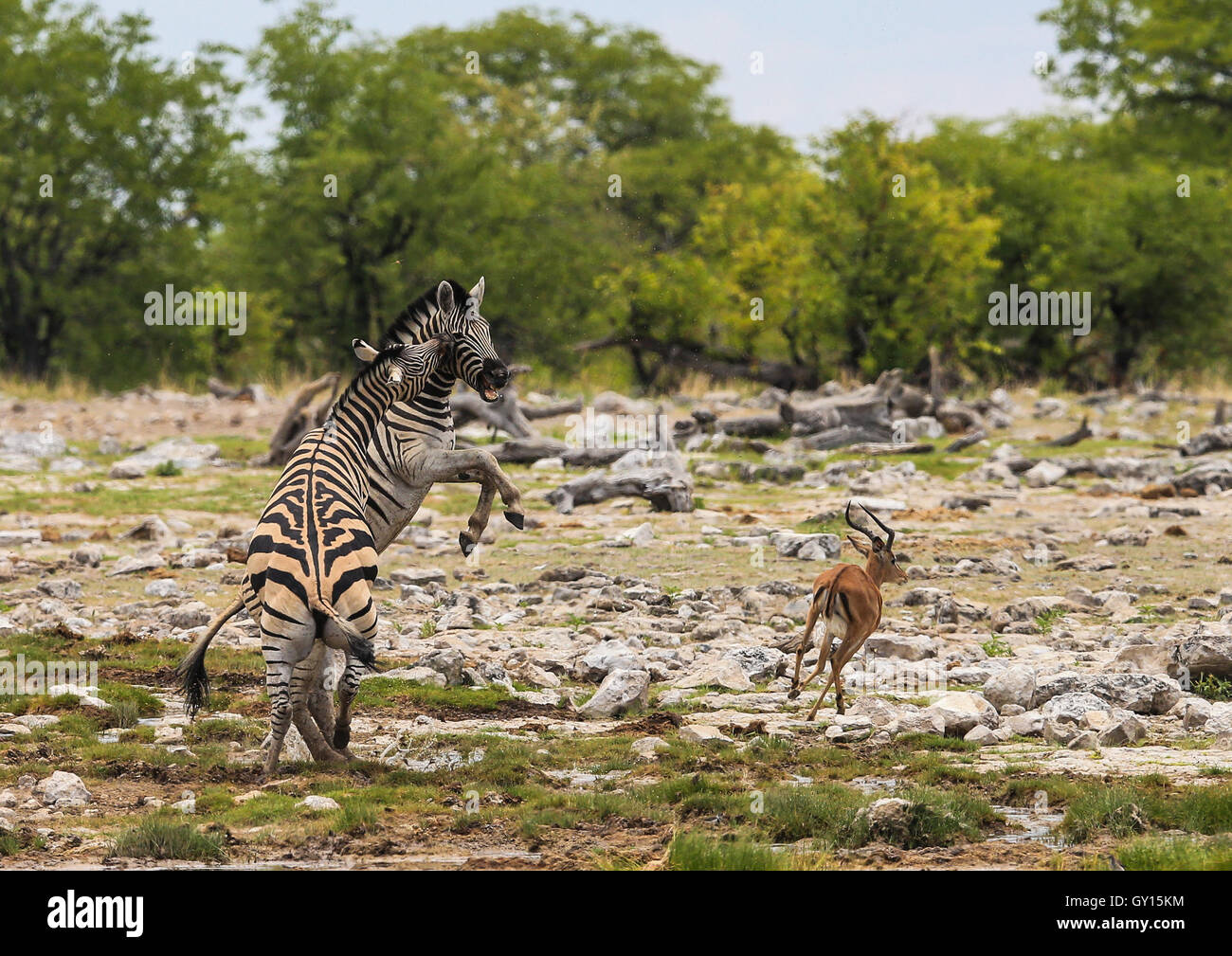 Zwei männliche Zebras zu kämpfen, während ein Impala in den Etosha Nationalpark Namibia rennt Stockfoto