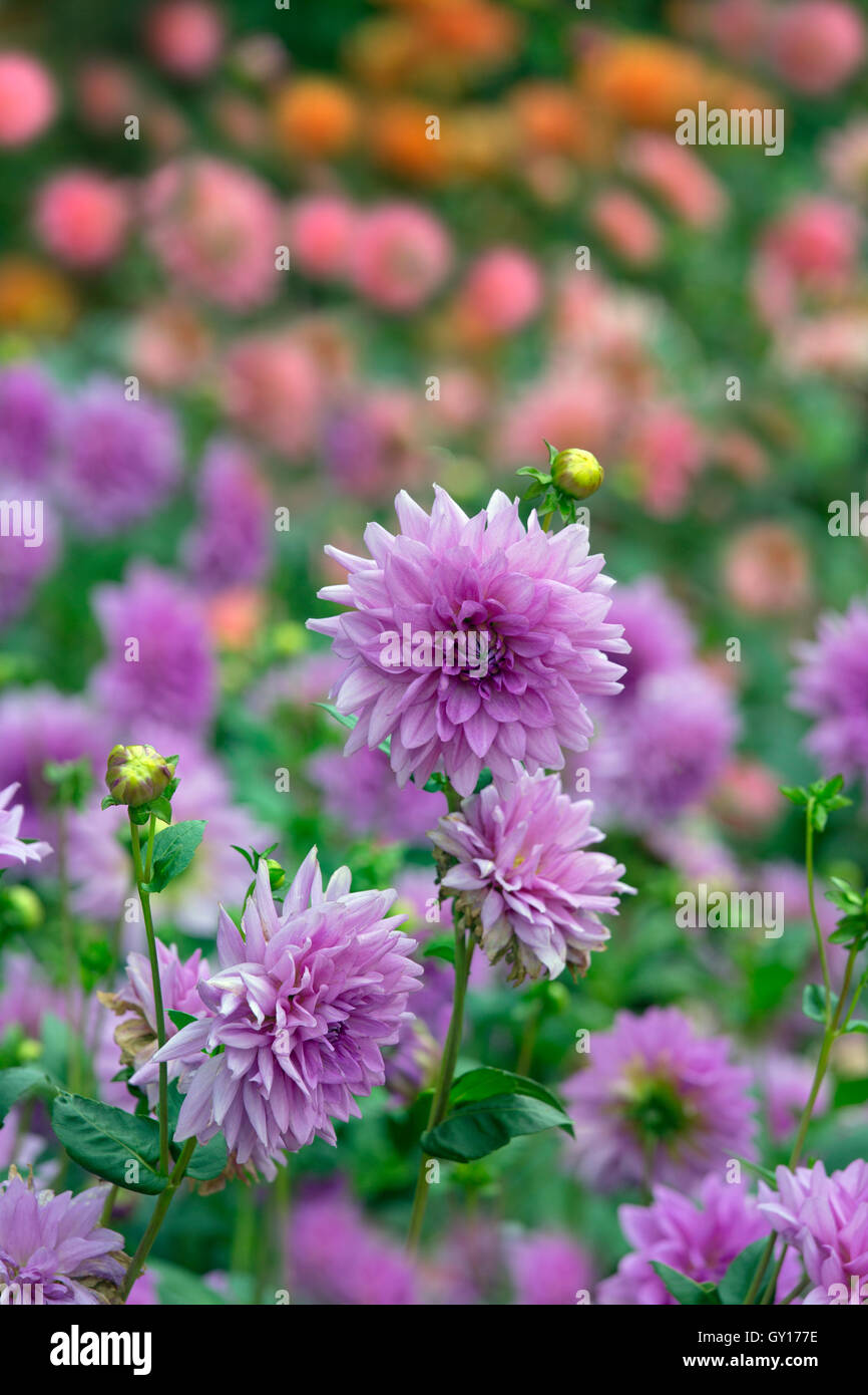 Dahlien Flieder Zeit im Garten Grenze Stockfoto