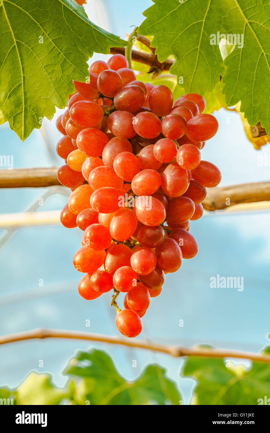 Schöne rote kernlose Trauben an einer Rebe im Weinberg Stockfoto