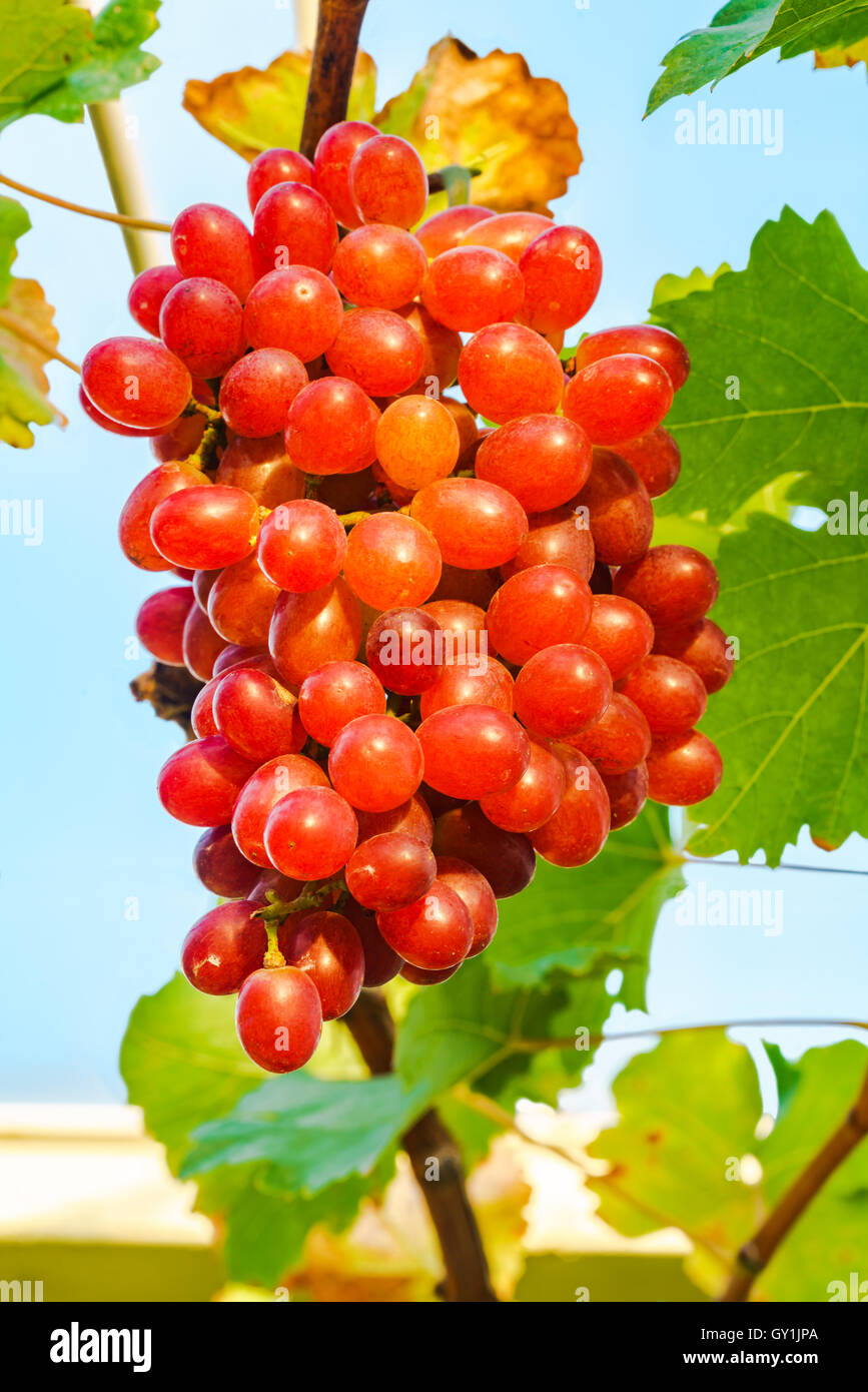 Reihe von Crimson kernlose Trauben an einer Rebe Stockfoto