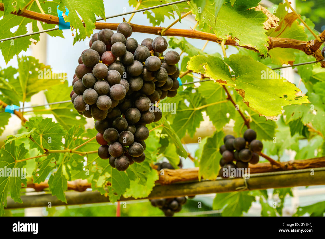 Die Trauben der Marroo kernlose Trauben an den Rebstöcken im Weinberg Stockfoto
