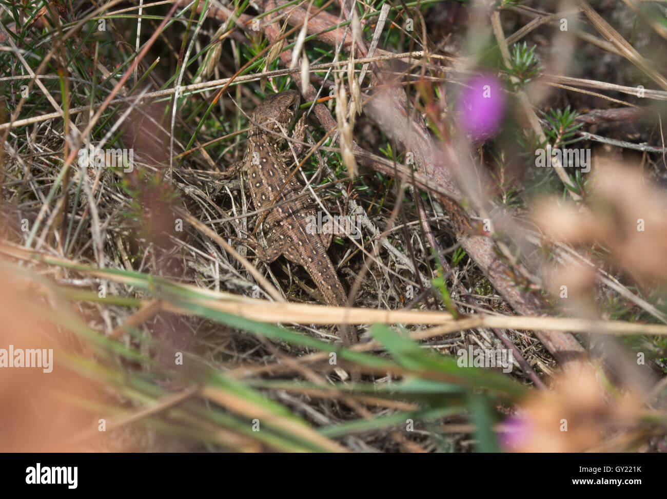 Juvenile Zauneidechse (Lacerta Agilis) in Surrey, England Stockfoto