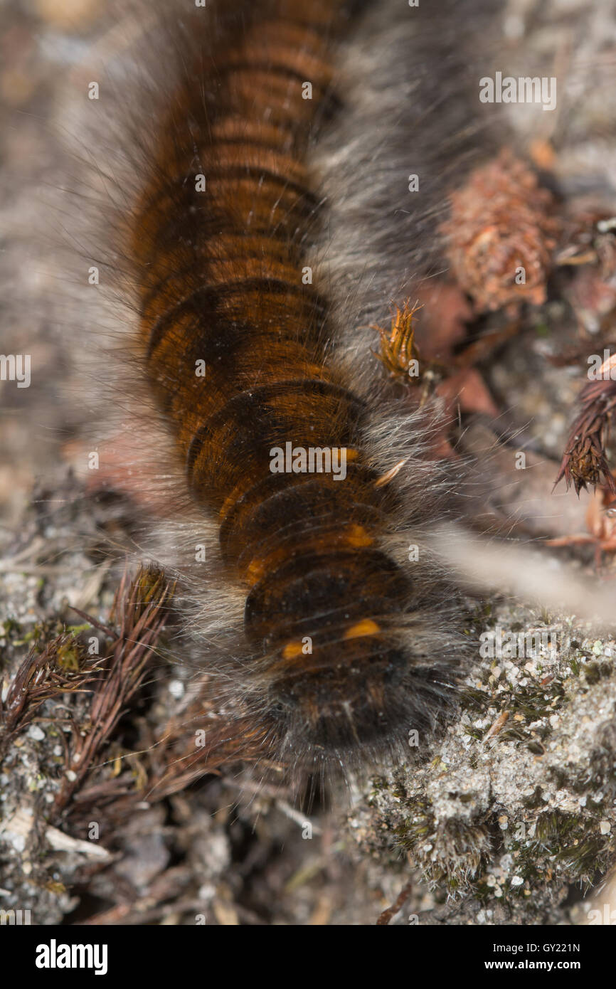 Nahaufnahme von Fox Moth Caterpillar (Macrothylacia Rubi Larve) Stockfoto