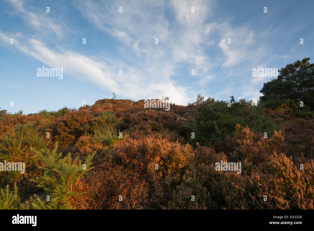 Am frühen Morgen Blick auf steinigen springen (des Teufels Sprünge) bei Frensham Blitze in Surrey, England Stockfoto