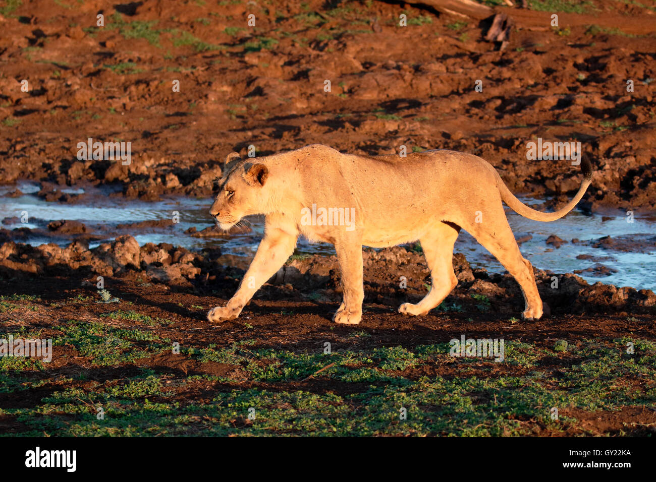 Afrikanischer Löwe, Panthera Leo, single weiblich, Süd Afrika, August 2016 Stockfoto