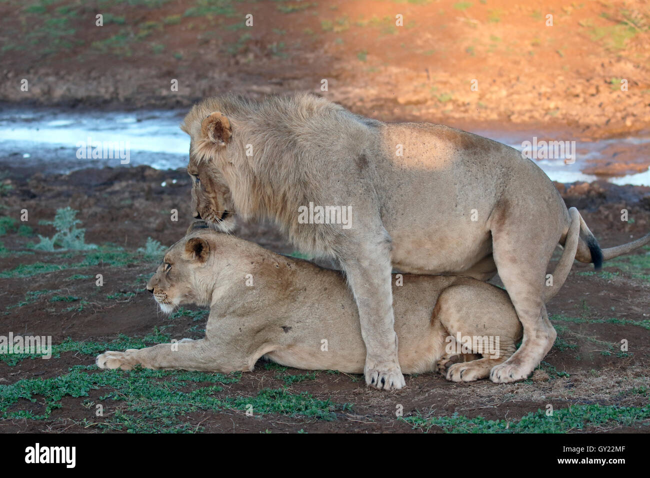 Afrikanischer Löwe, Panthera Leo, koppeln Paarung Südafrika August 2016 Stockfoto