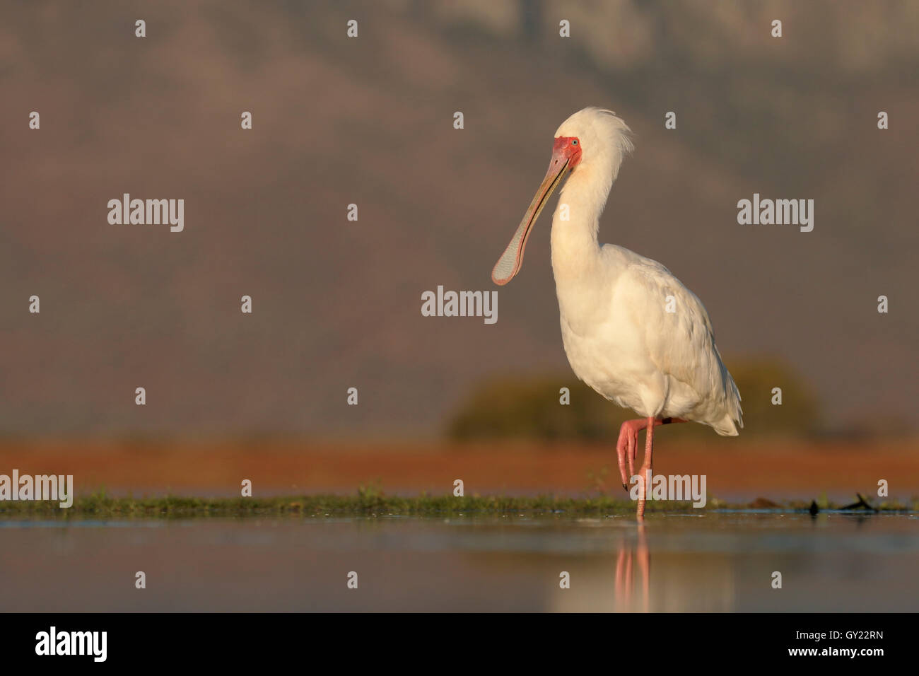Afrikanischer Löffler, Platalea Alba, einzelne Vogel im Wasser, Südafrika, August 2016 Stockfoto