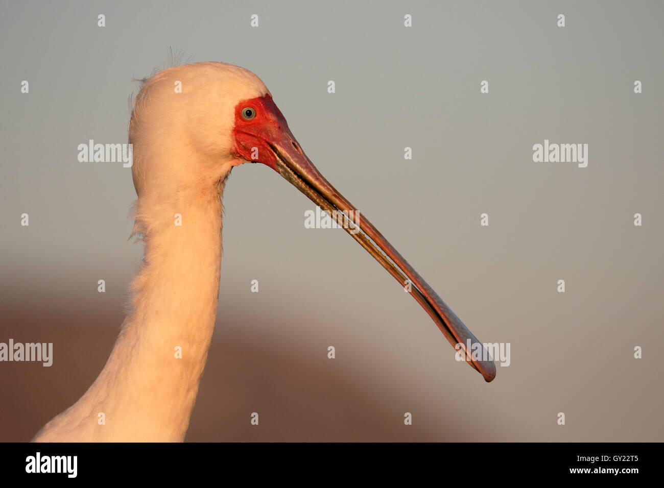 Afrikanischer Löffler, Platalea Alba, einzelne Vogelkopf geschossen, Südafrika, August 2016 Stockfoto