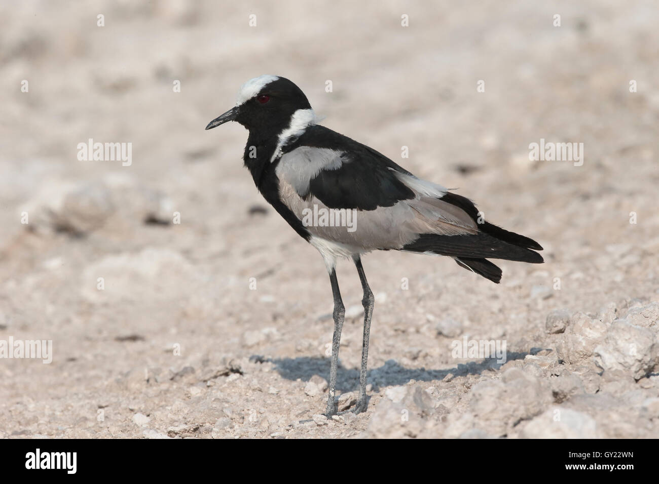 Schmied Regenpfeifer oder Kiebitz, Vanellus Armatus, einziger Vogel im Stock, Süd-Afrika, August 2016 Stockfoto