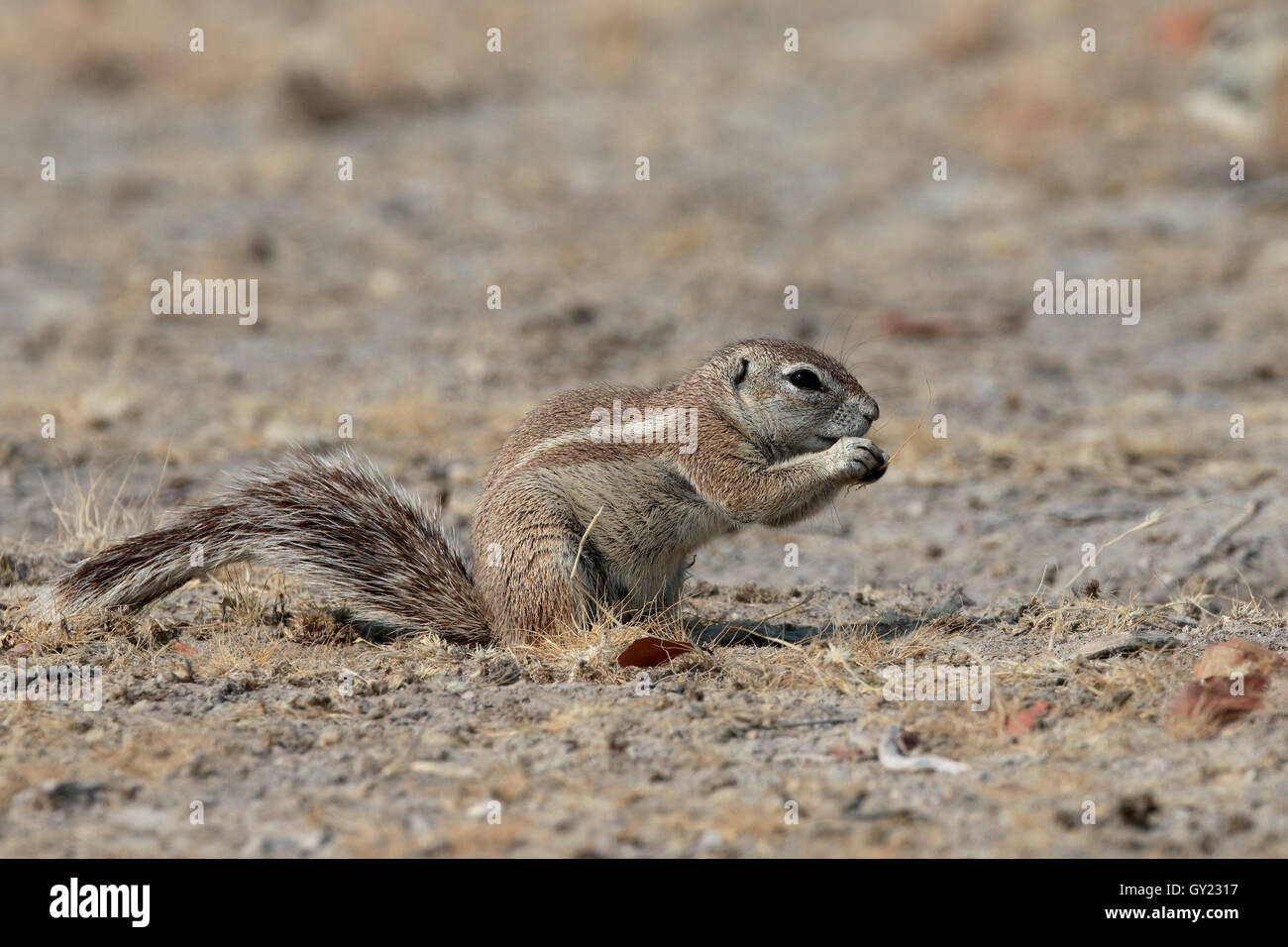 Cape Grundeichhörnchen, Xerus Inauris, einziges Säugetier im Stock, Süd-Afrika, August 2016 Stockfoto