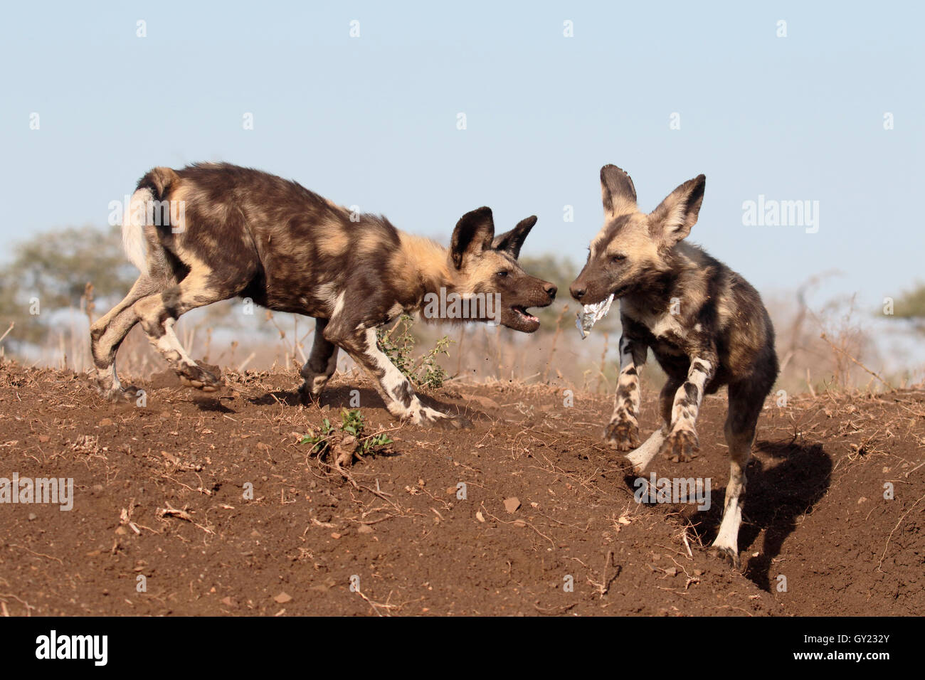 Afrikanischen Kap Jagd Hund, LYKAON Pictus, zwei Säugetiere, Südafrika, August 2016 Stockfoto