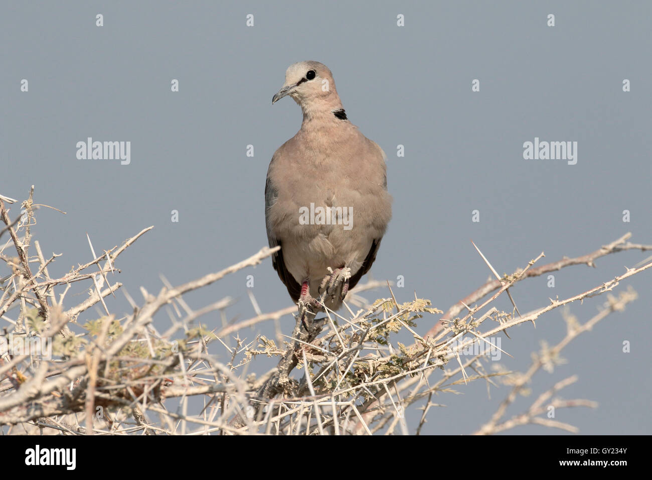 Ring-necked Taube oder Cape-Turteltaube, Streptopelia Capicola, einziger Vogel auf Zweig, Südafrika, August 2016 Stockfoto