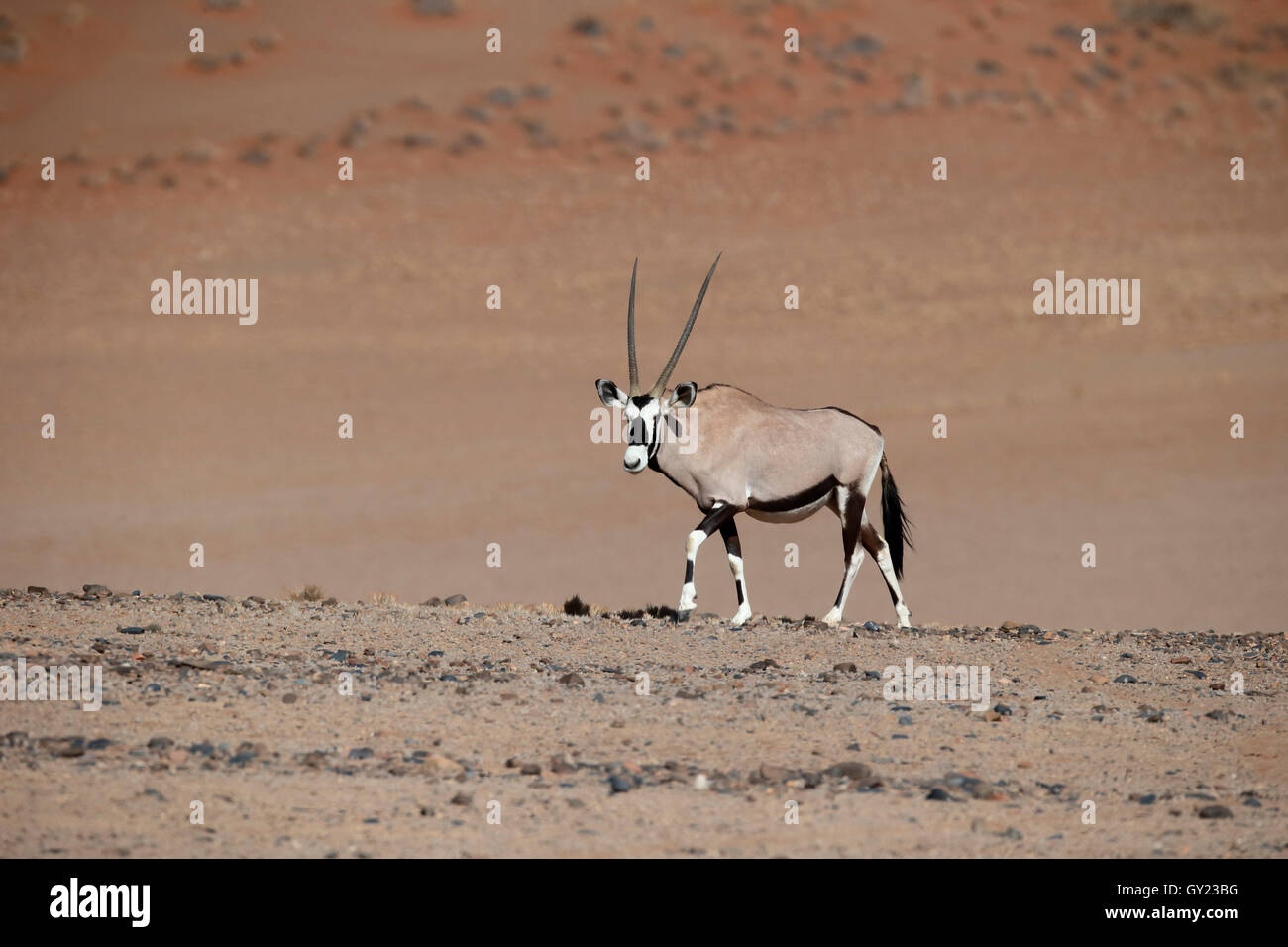 Gemsbock, Oryx Gazella, einziges Säugetier, Namibia, August 2016 Stockfoto