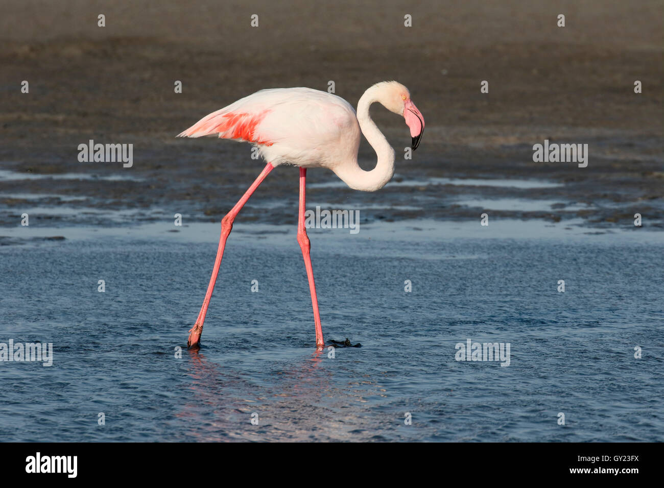 Größere Flamingo, Phoenicopterus Ruber, einziger Vogel im Wasser, Namibia, August 2016 Stockfoto