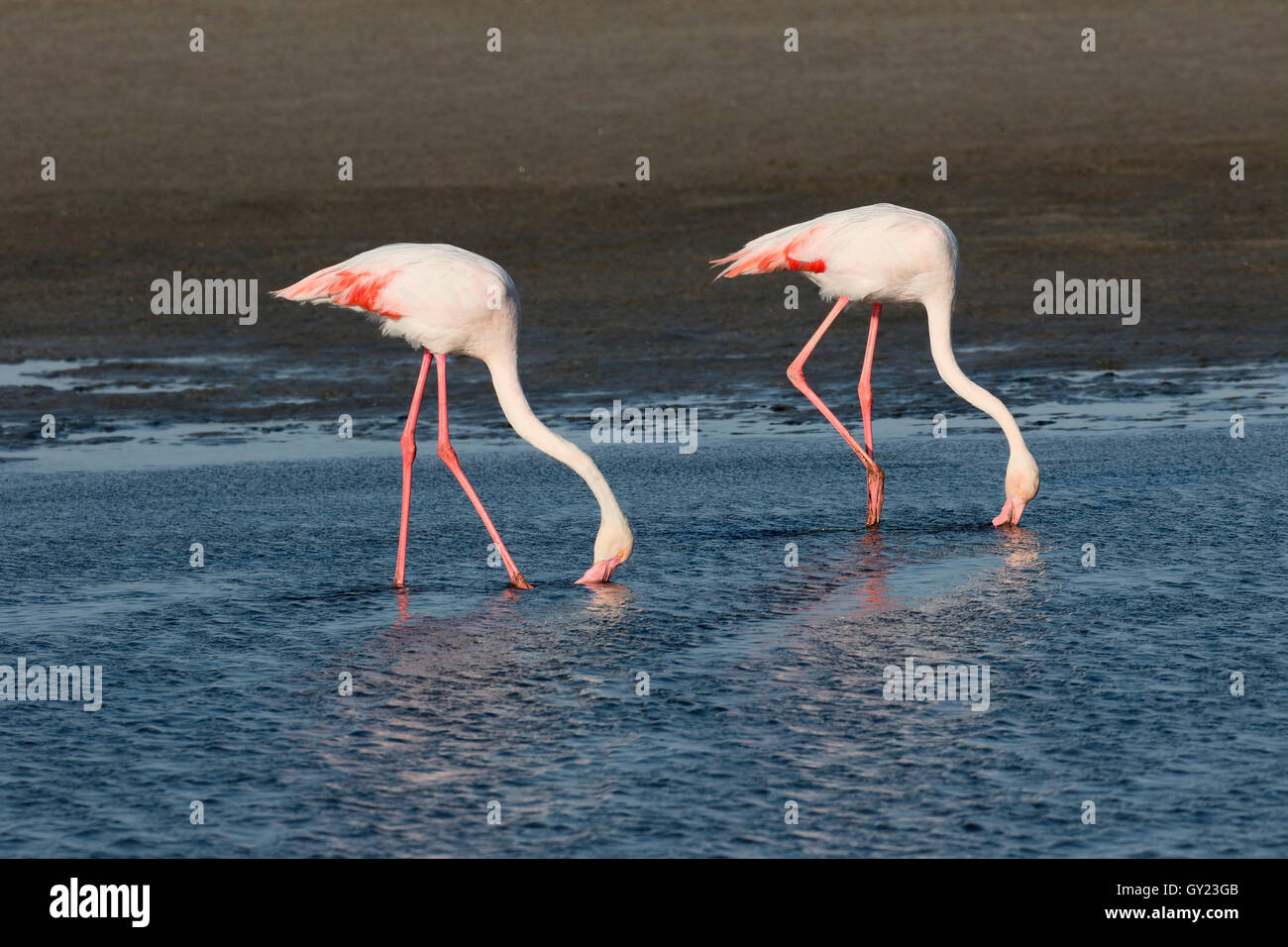 Größere Flamingo, Phoenicopterus Ruber, zwei Vögel im Wasser, Namibia, August 2016 Stockfoto