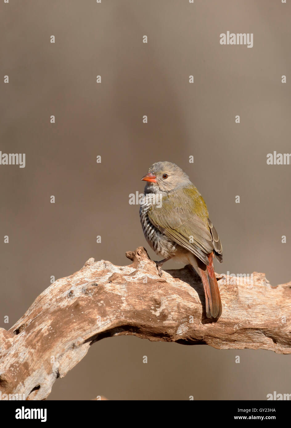 Grün-winged Pytilia Pytilia Melba, einzelne Vogel auf Zweig, Südafrika, August 2016 Stockfoto