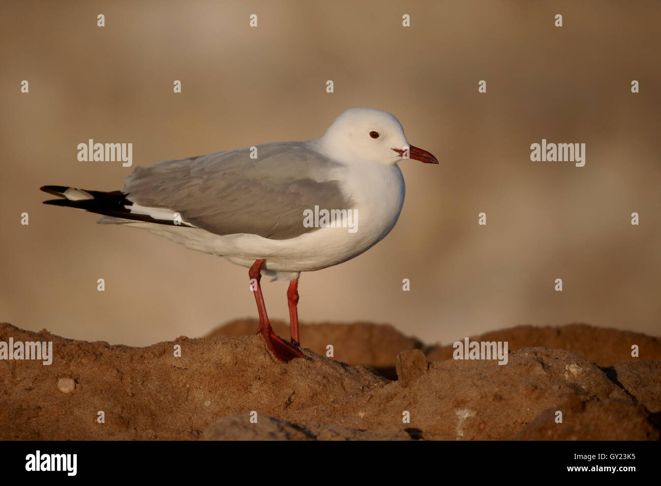 Hartlaubs Möwe, Chroicocephalus Hartlaubii, einzelne Vogel am Boden, Süd Afrika, August 2016 Stockfoto