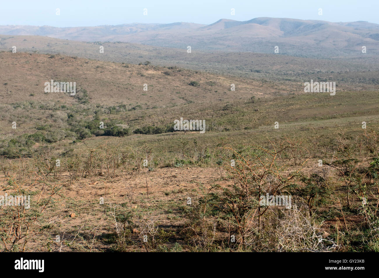 Hluhluwe Game Reserve, Südafrika, August 2016 Stockfoto