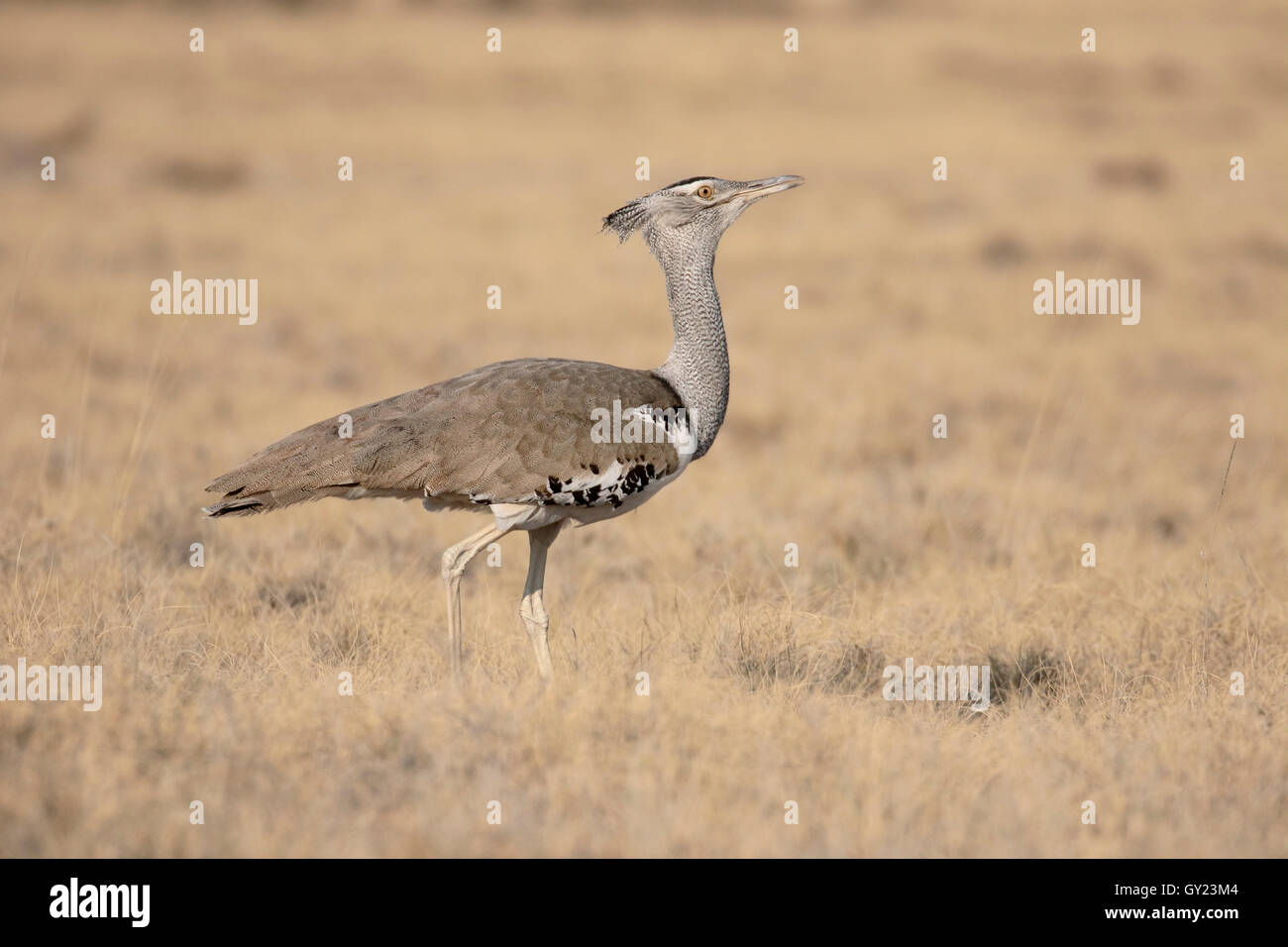 Kori Bustard, Ardeotis Kori. Vogel, Südafrika, August 2016 Stockfoto