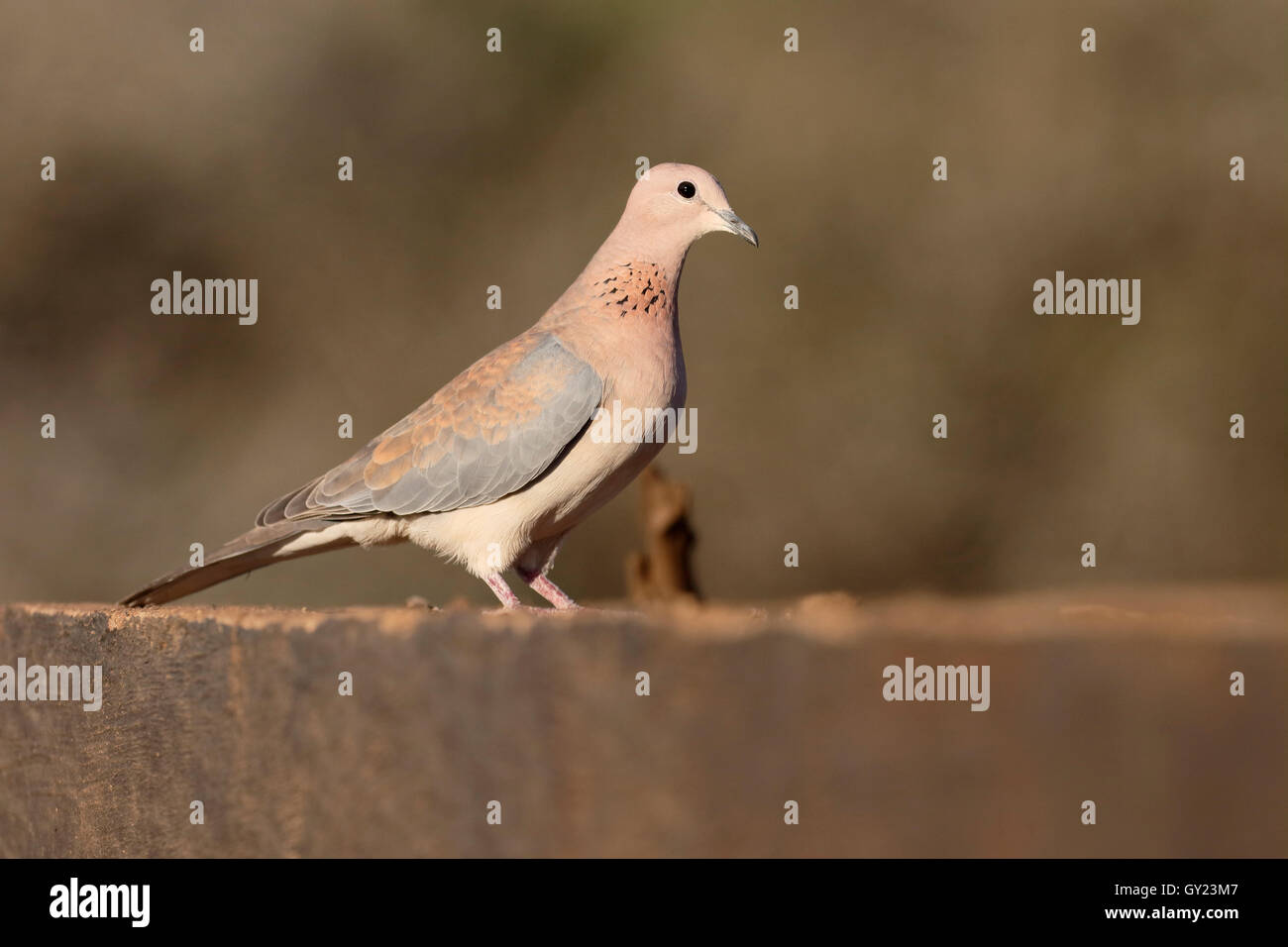 Lachen oder Palm Taube Streptopelia Senegalensis, einziger Vogel am Boden, Südafrika, August 2016 Stockfoto