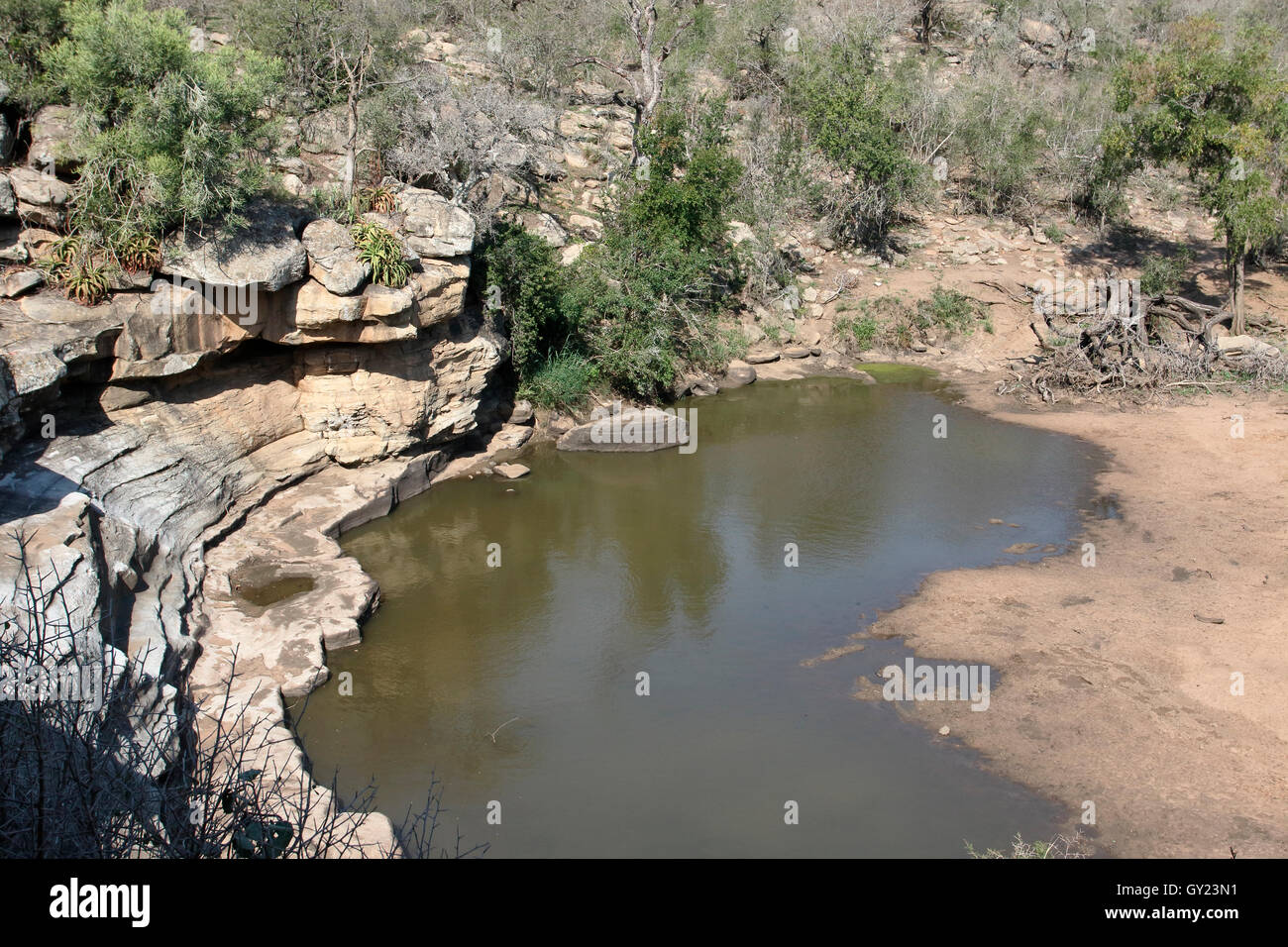 Mpafa verbergen, Imfoloza Game Reserve, Südafrika, August 2016 Stockfoto