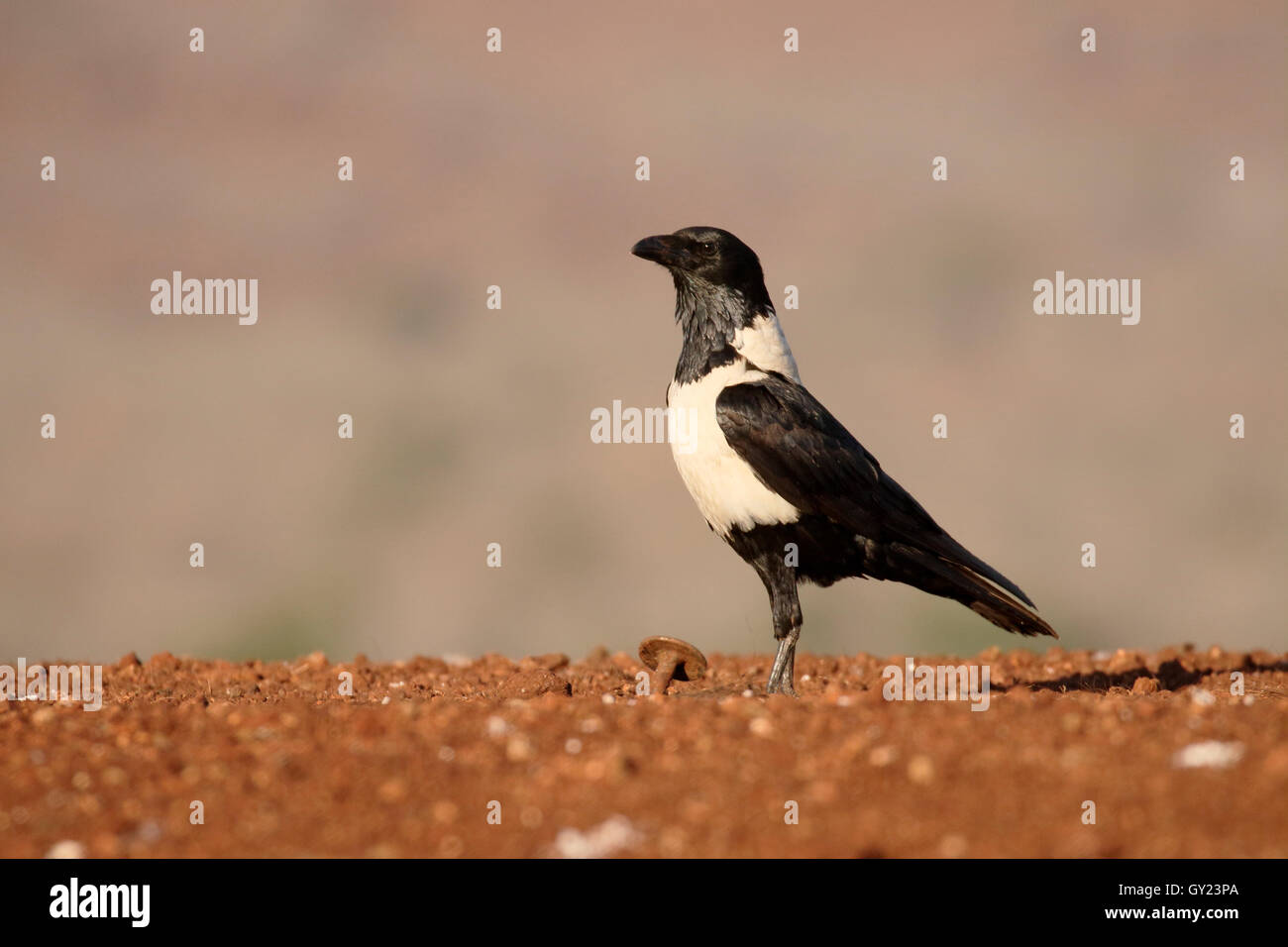 Trauerschnäpper Krähe, Corvus Albus, einziger Vogel am Boden, Südafrika, August 2016 Stockfoto