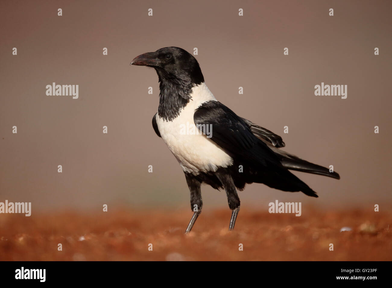 Trauerschnäpper Krähe, Corvus Albus, einziger Vogel am Boden, Südafrika, August 2016 Stockfoto