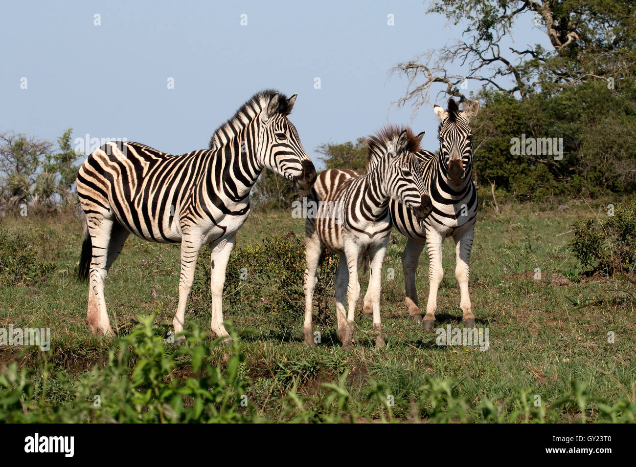 Ebenen Zebra, gemeinsame Zebra oder Burchells Zebra, Equus Quagga, Gruppe von Säugetieren, Namibia, August 2016 Stockfoto