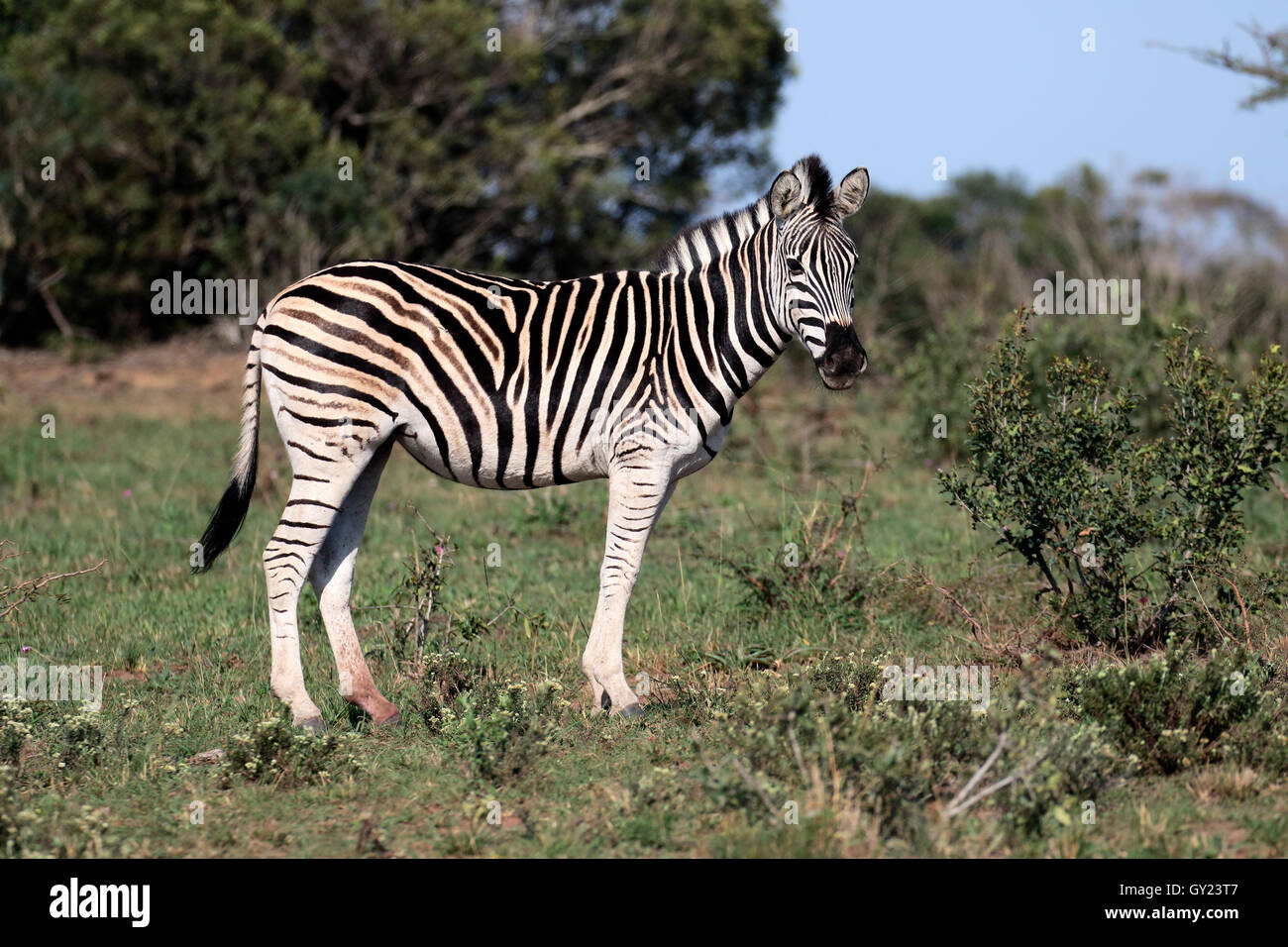 Ebenen Zebra, gemeinsame Zebra oder Burchells Zebra, Equus Quagga, einziges Säugetier, Namibia, August 2016 Stockfoto
