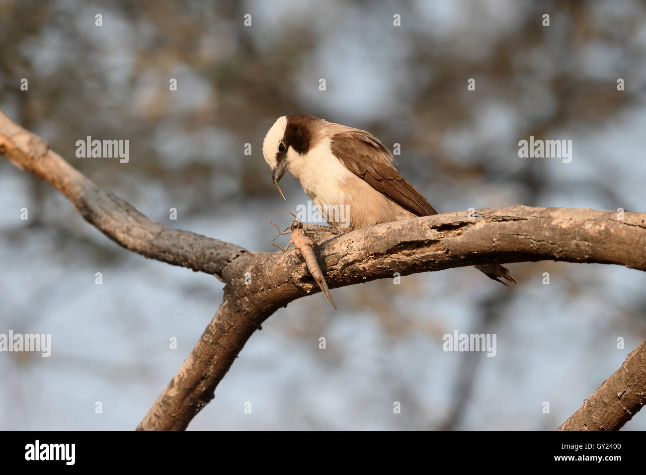 Südlichen weiß gekrönt Shrike Eurocephalus Anguitimens, einziger Vogel auf Zweig mit Insekt, Namibia, August 2016 Stockfoto