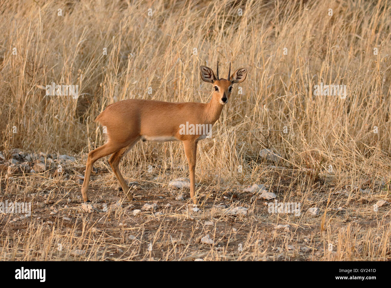 Steinböckchen, Raphicerus Campestris, einziges Säugetier, Namibia, August 2016 Stockfoto