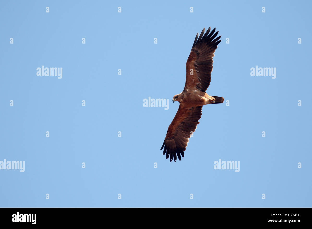 Tawny Adler, Aquila Rapax, einziger Vogel im Flug, Südafrika, August 2016 Stockfoto