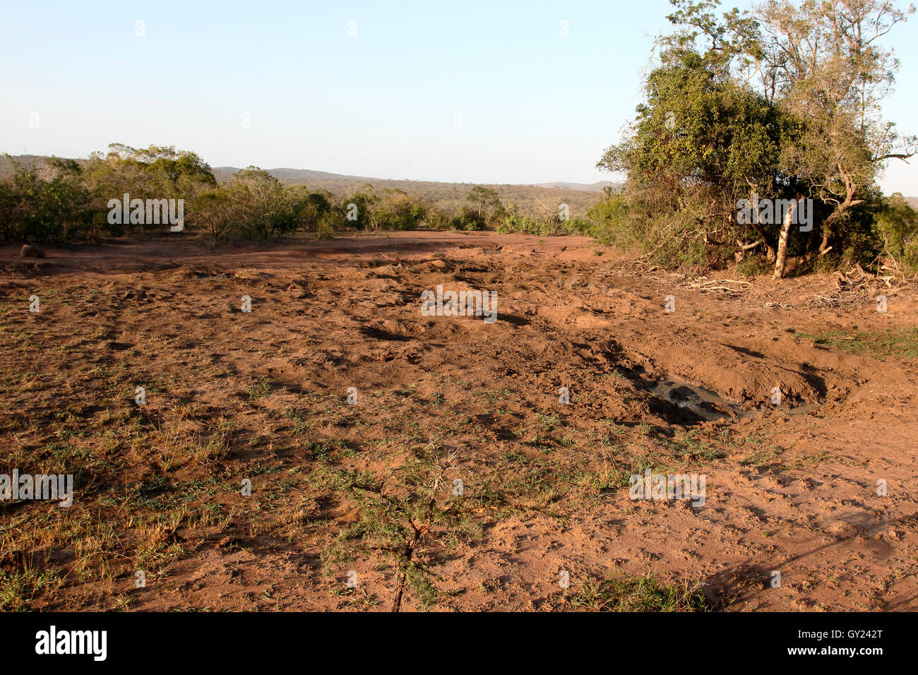 Thiyeni verstecken, Hluhluwe Game Reserve, Südafrika, August 2016 Stockfoto