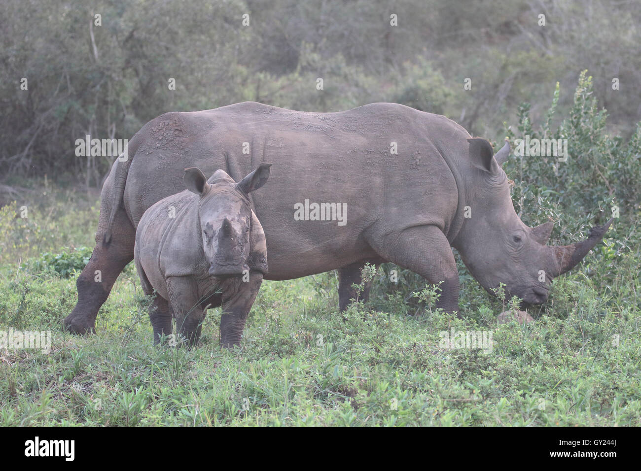 Weiße Nashorn, Diceros Simus, Mutter und jung, Südafrika, August 2016 Stockfoto