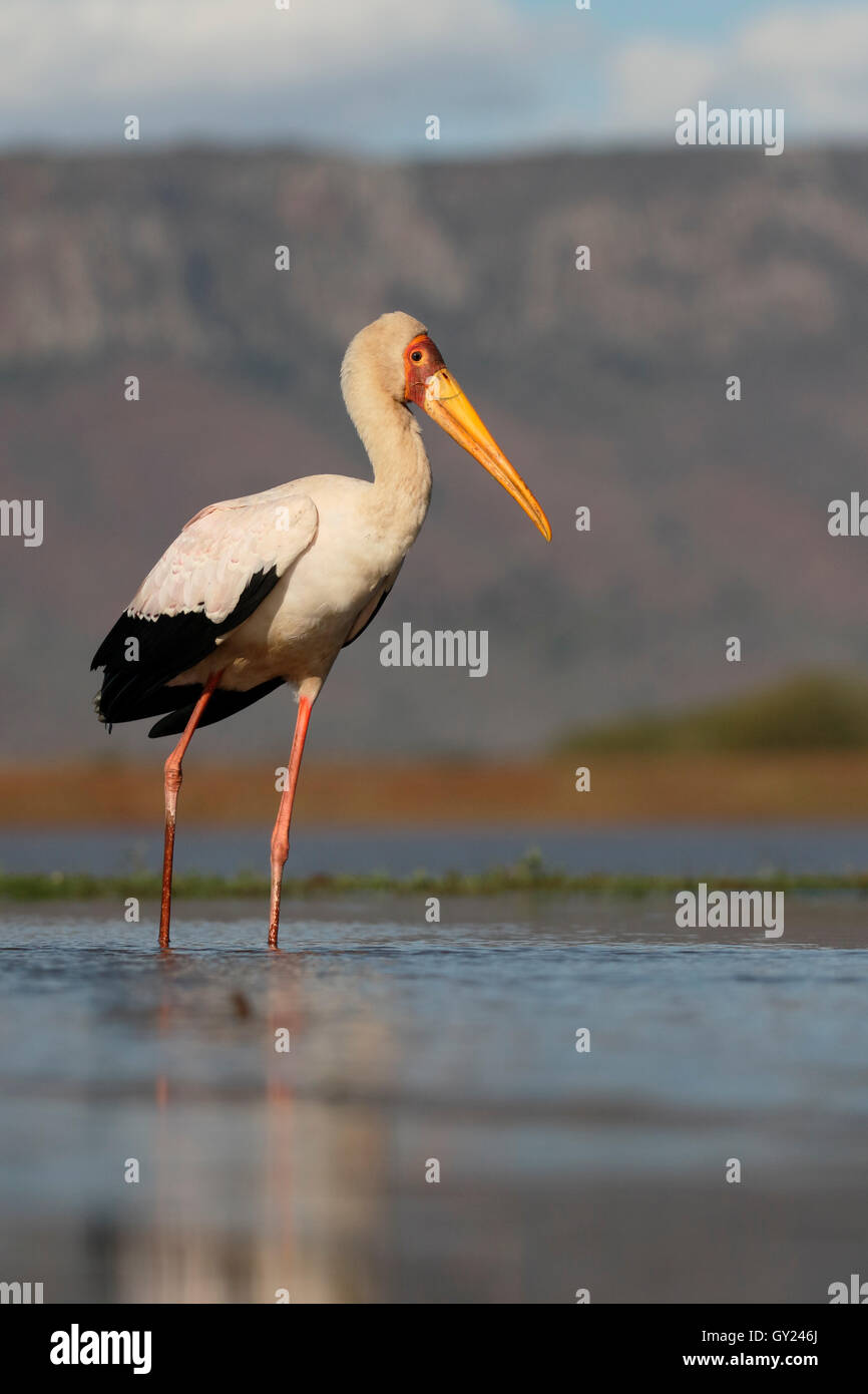 Gelb-billed Storch Mycteria Ibis, einziger Vogel im Wasser, Südafrika, August 2016 Stockfoto