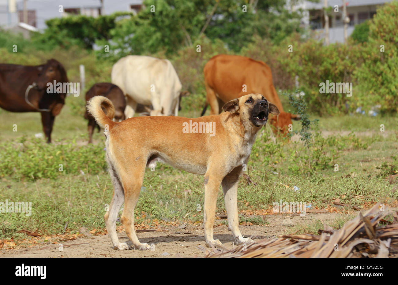 Hunde, Tiere, Säugetiere, braune, kurze Haare, heulen, ein Fohlen, Zucht, Tier Reißzähne. Stockfoto