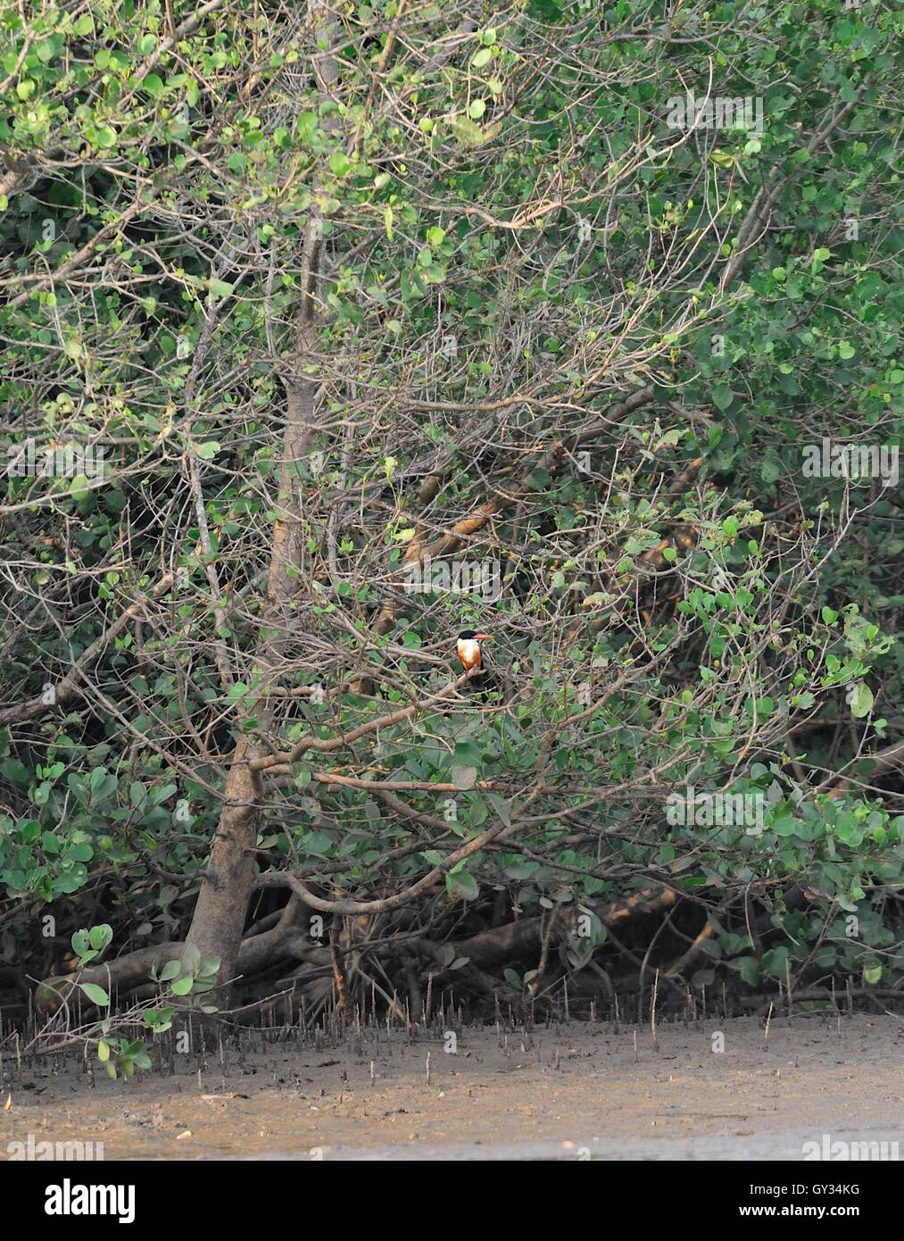 schwarzen angeschnittene Ärmel Eisvogel in Mangroven Stockfoto