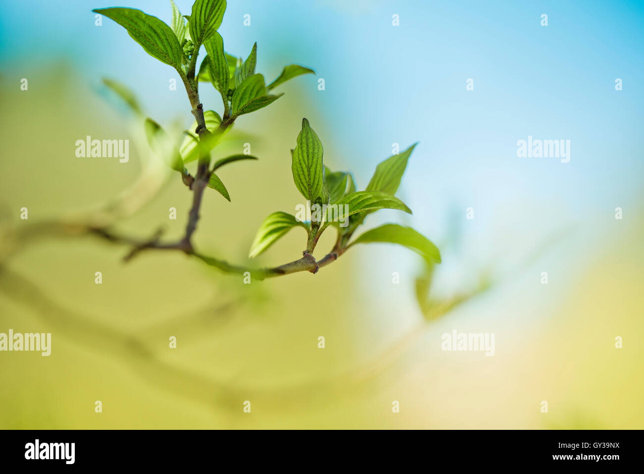 Close Up von Baum Zweig mit Blattknospen im Frühjahr an einem sonnigen Tag Stockfoto