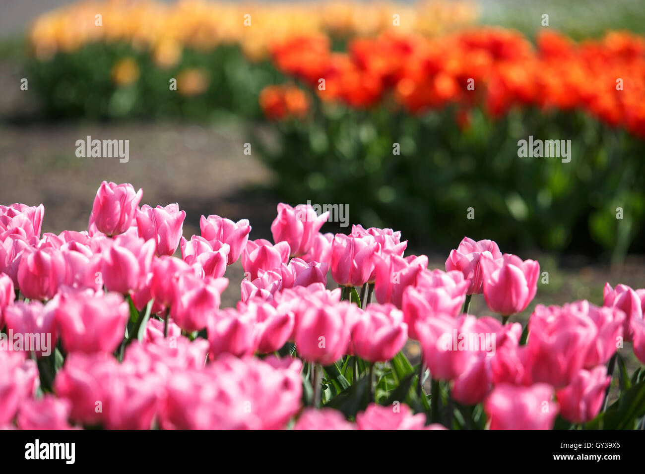 Schöne helle Blumenbeet mit Tulpen an einem sonnigen Frühlingstag Stockfoto