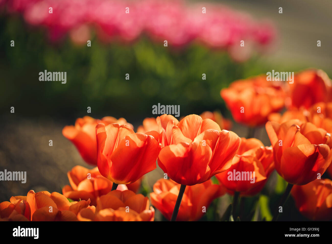 Schöne helle Blumenbeet mit Tulpen an einem sonnigen Frühlingstag Stockfoto