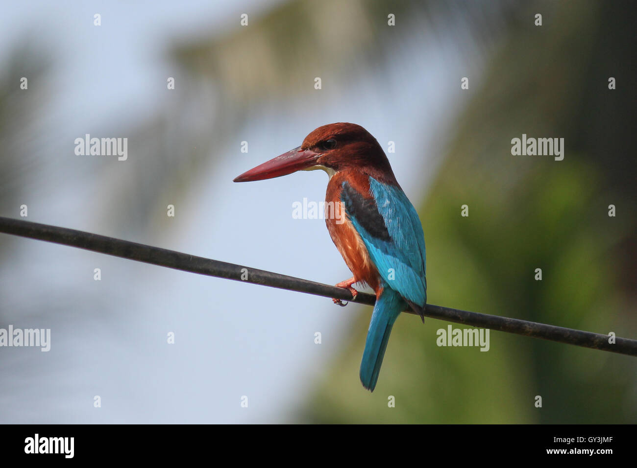 Weiße-throated Kingfisher Halcyon Smyrnensis schönen blauen Vogel sitzend auf Draht Stockfoto