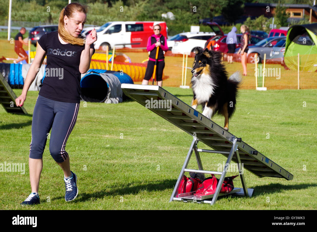 Eine junge Frau, die im Wettbewerb mit Hund Agility Wettkämpfe mit ihrem Sheltie auf der Schaukel Stockfoto