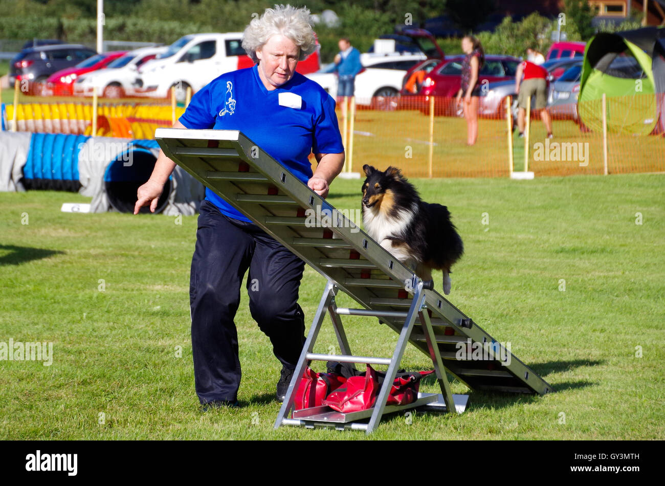 Ein Konkurrent in der Hund Agility Wettkämpfe mit ihrem Sheltie auf der Schaukel Stockfoto