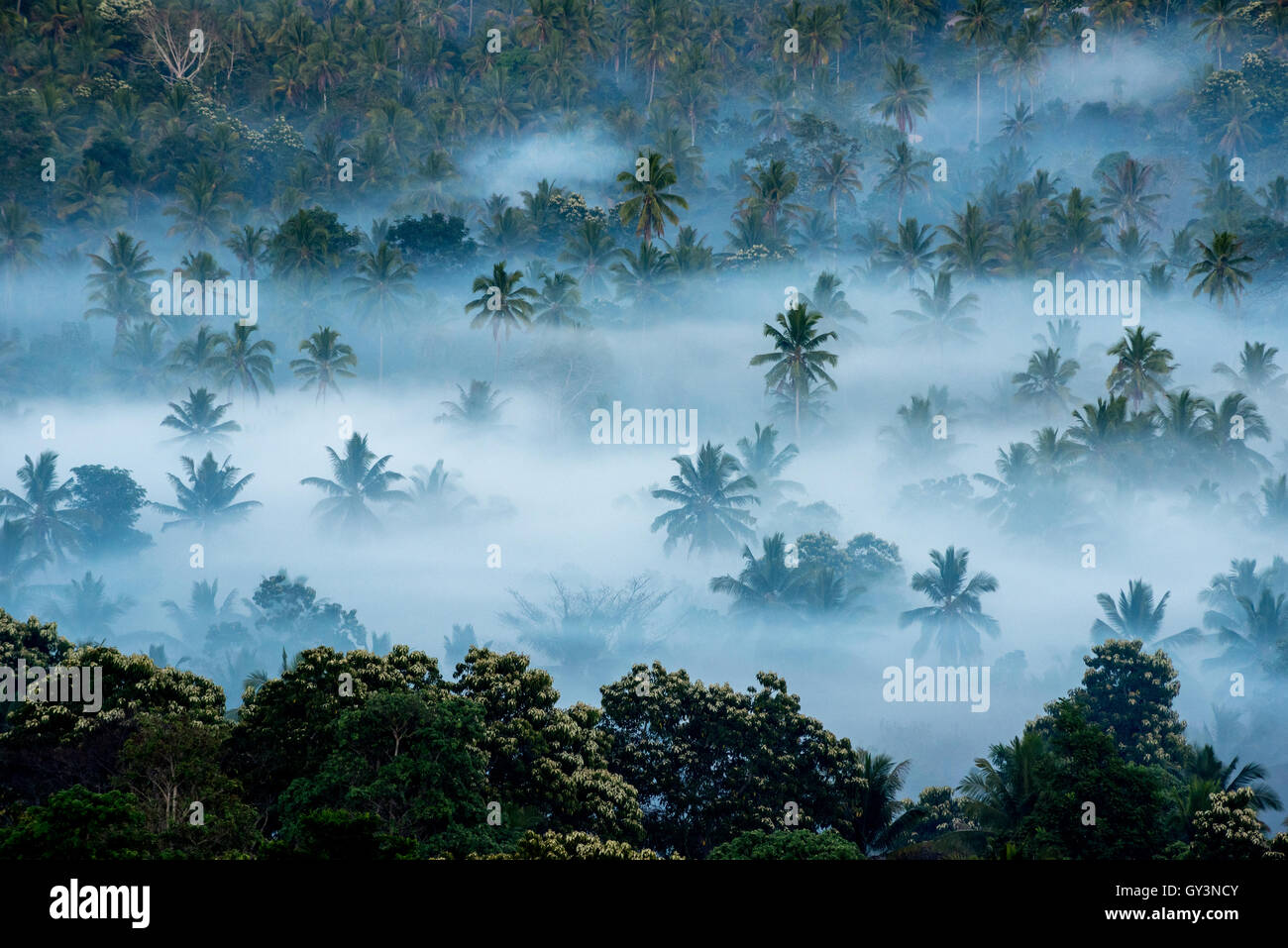 Nebel über der Agrarlandschaft, in der Kokospalmen in Atadei, Lembata, East Nusa Tenggara, Indonesien wachsen. Stockfoto