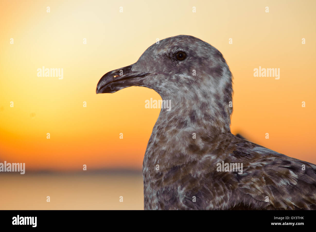 Nahaufnahme der graue Möwe gegen Morgensonne. Stockfoto