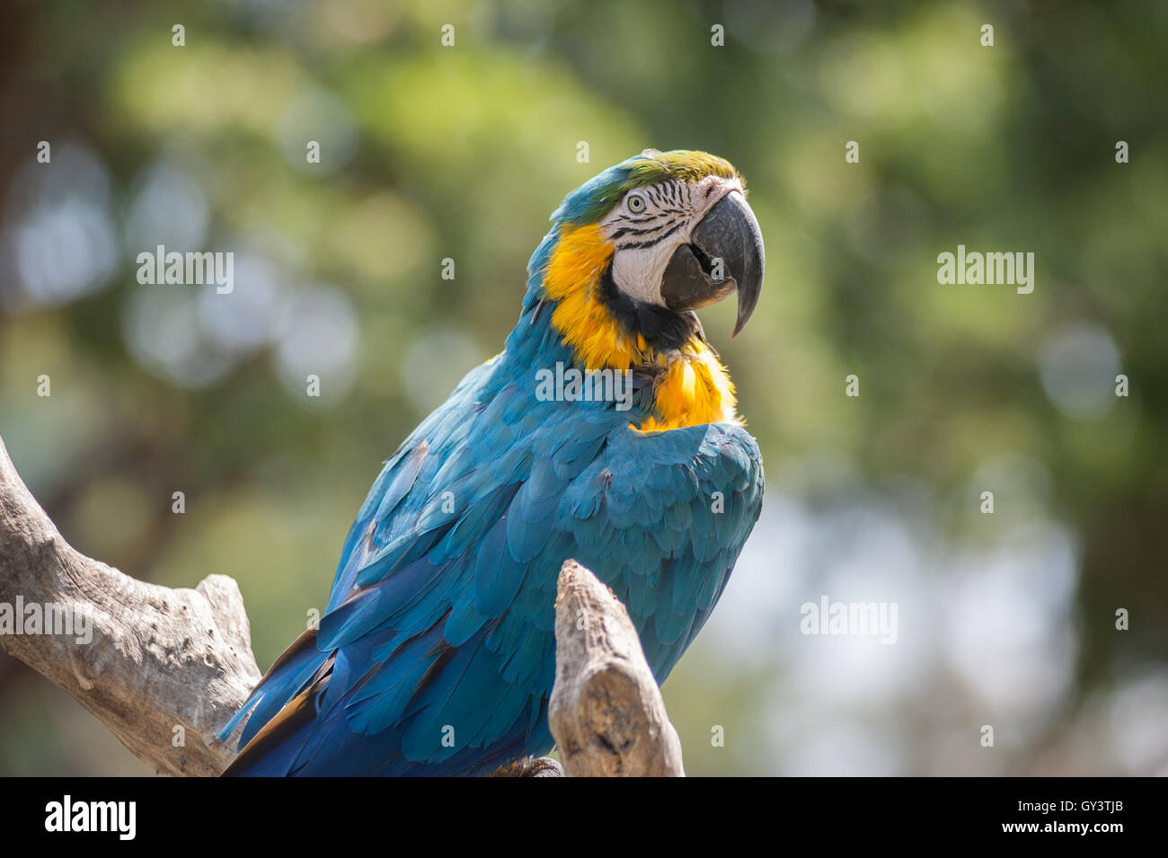 Bunte Papagei thront auf einem hölzernen Zweig. Stockfoto